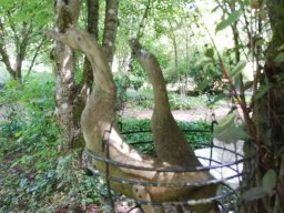 Rita offene Gartentor